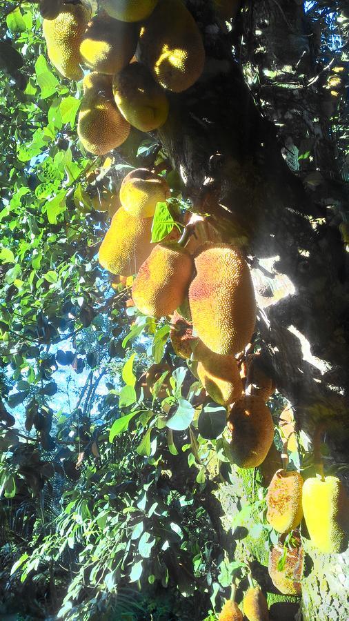 Jacareí Chale Rancho Aratama Bed & Breakfast エクステリア 写真