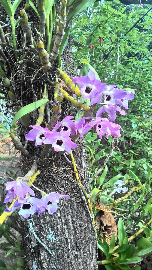 Jacareí Chale Rancho Aratama Bed & Breakfast エクステリア 写真