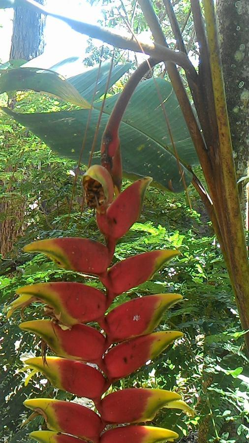 Jacareí Chale Rancho Aratama Bed & Breakfast エクステリア 写真