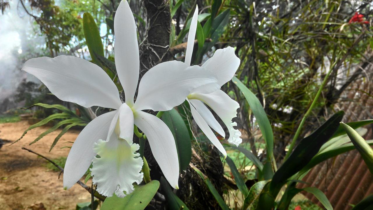 Jacareí Chale Rancho Aratama Bed & Breakfast エクステリア 写真