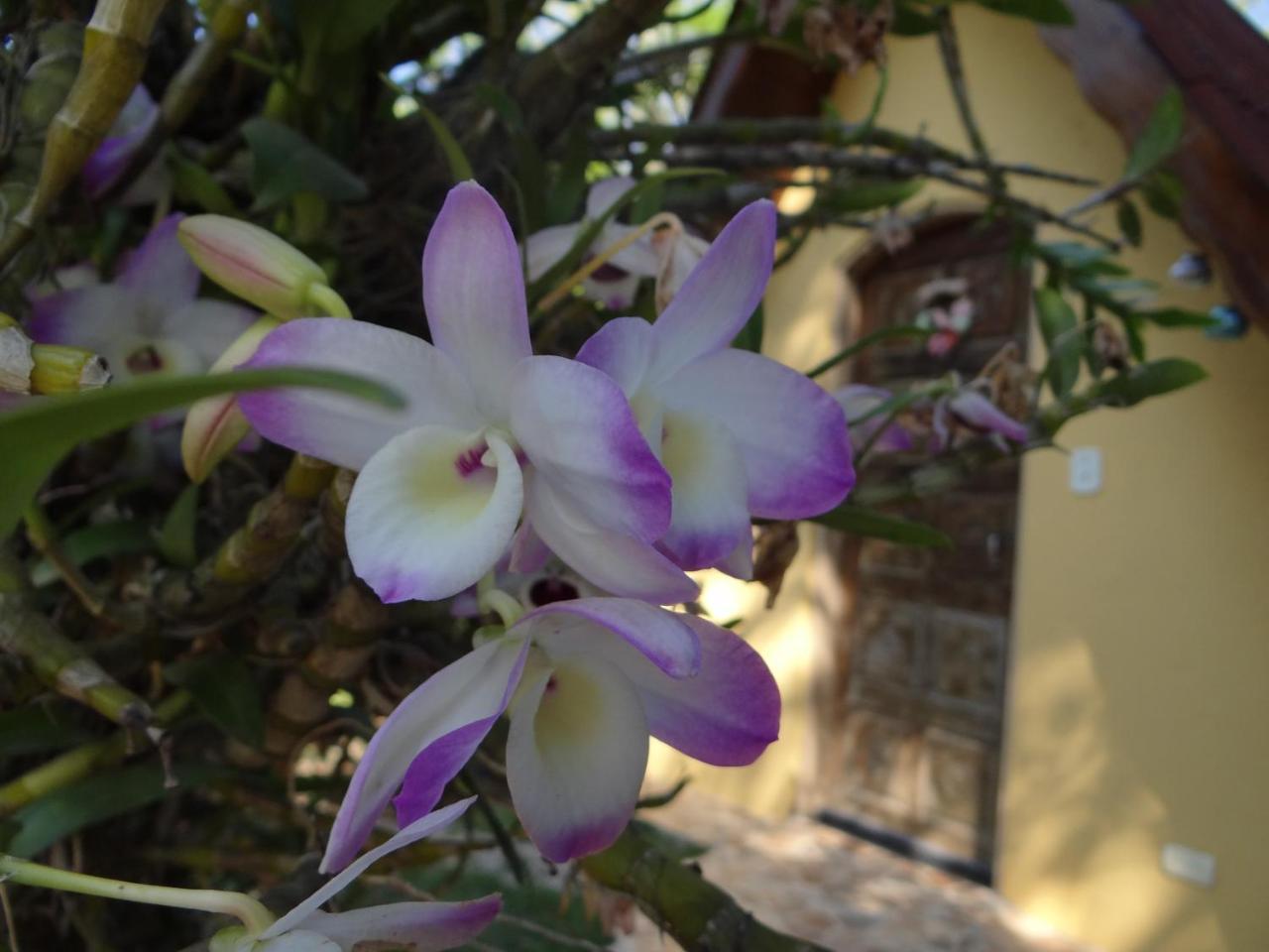 Jacareí Chale Rancho Aratama Bed & Breakfast エクステリア 写真