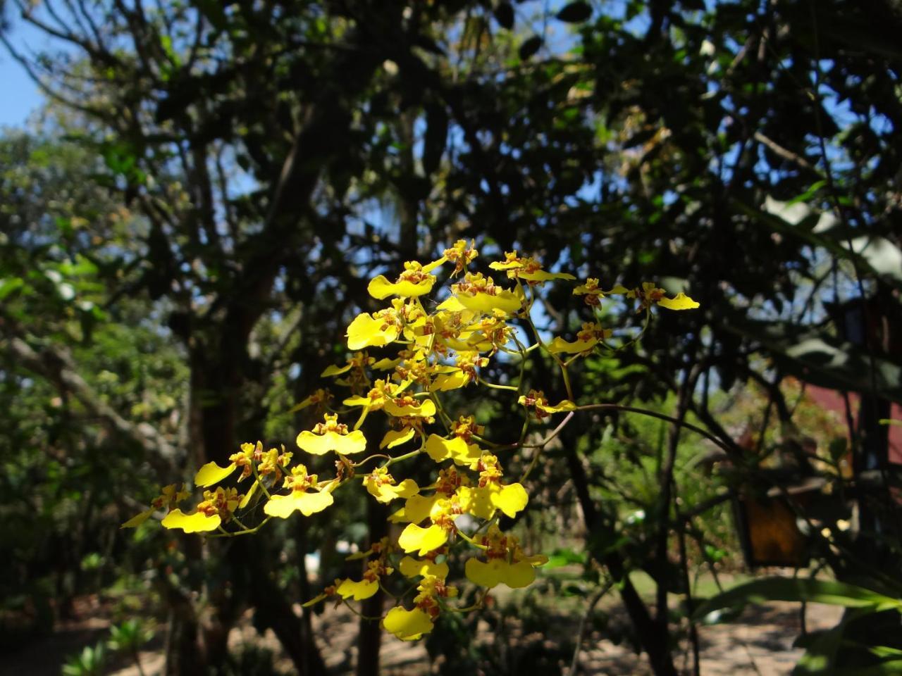 Jacareí Chale Rancho Aratama Bed & Breakfast エクステリア 写真